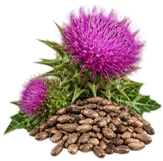 Chardon-Marie (Silybum marianum) — plante de la formule Saneo Verdal