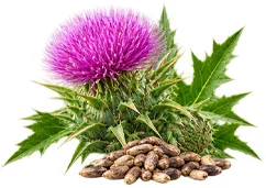Chardon-Marie (Silybum marianum) — plante de la formule Saneo Verdal