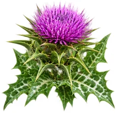 Chardon-Marie (Silybum marianum) — une des quatre plantes de Saneo Verdal