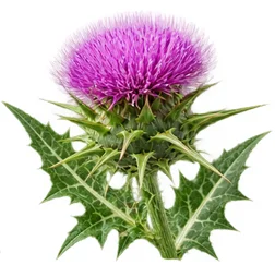 Chardon-Marie (Silybum marianum) — une des quatre plantes de Saneo Verdal