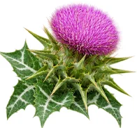 Chardon-Marie (Silybum marianum) — une des quatre plantes de Saneo Verdal