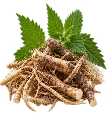 Ortie (Urtica dioica) — plante de la formule Saneo Verdal