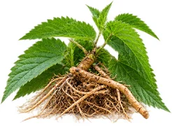 Ortie (Urtica dioica) — plante de la formule Saneo Verdal