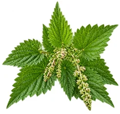 Ortie (Urtica dioica) — une des quatre plantes de Saneo Verdal