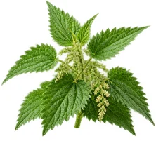 Ortie (Urtica dioica) — une des quatre plantes de Saneo Verdal