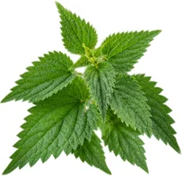 Ortie (Urtica dioica) — une des quatre plantes de Saneo Verdal