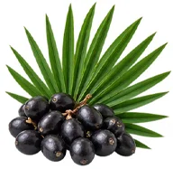 Palmier nain (Serenoa repens) — plante de la formule Saneo Verdal