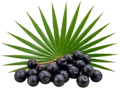 Palmier nain (Serenoa repens) — plante de la formule Saneo Verdal