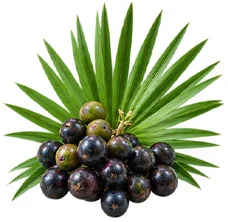 Palmier nain (Serenoa repens) — une des quatre plantes de Saneo Verdal