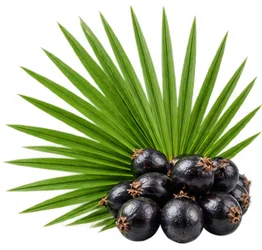 Palmier nain (Serenoa repens) — une des quatre plantes de Saneo Verdal