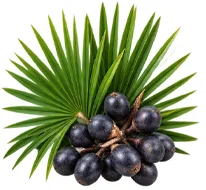 Palmier nain (Serenoa repens) — une des quatre plantes de Saneo Verdal