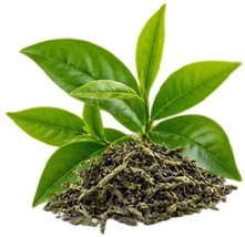 Thé vert (Camellia sinensis) — plante de la formule Saneo Verdal