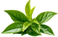 Thé vert (Camellia sinensis) — plante de la formule Saneo Verdal