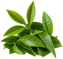 Thé vert (Camellia sinensis) — une des quatre plantes de Saneo Verdal