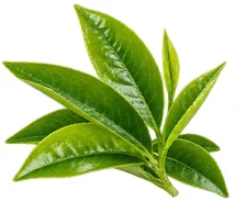 Thé vert (Camellia sinensis) — une des quatre plantes de Saneo Verdal