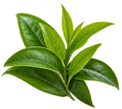 Thé vert (Camellia sinensis) — une des quatre plantes de Saneo Verdal